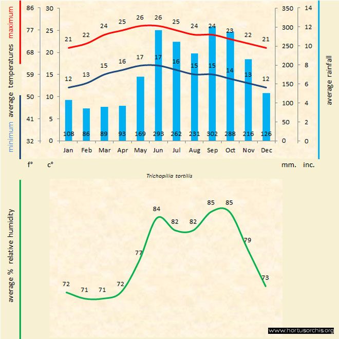 Trichopilia tortilis b gr uk