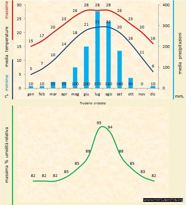 Trudelia cristata b gr it