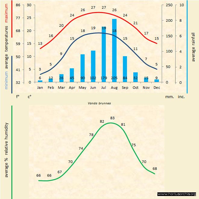 Vanda brunnea b gr uk