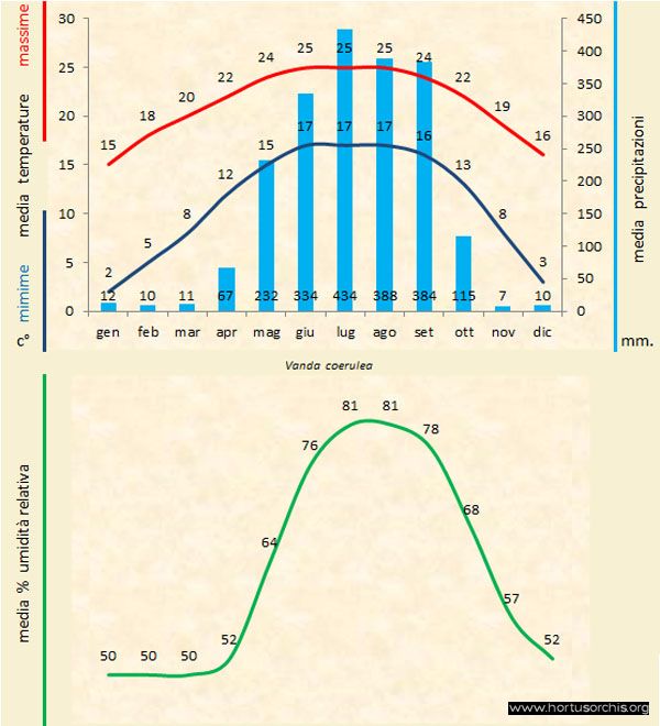 Vanda coerulea b gr it