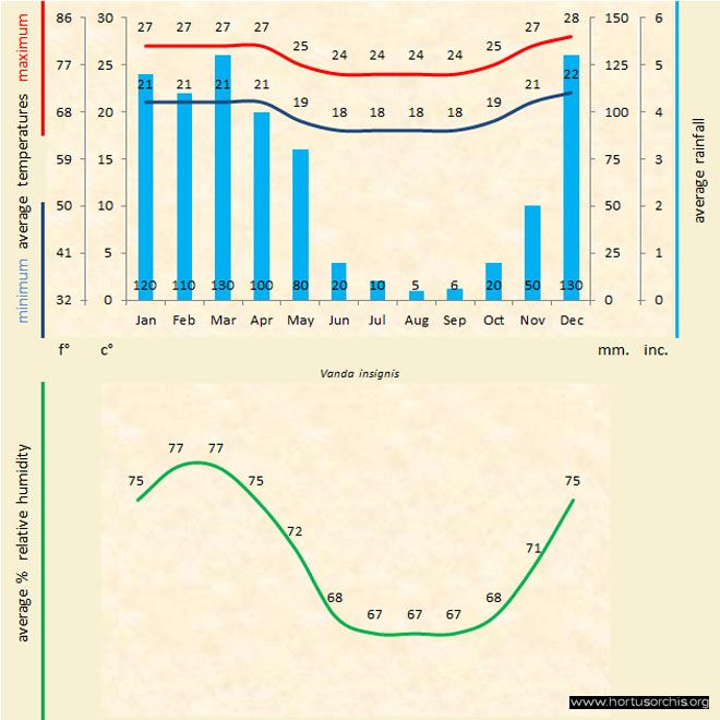 Vanda insignis b gr uk