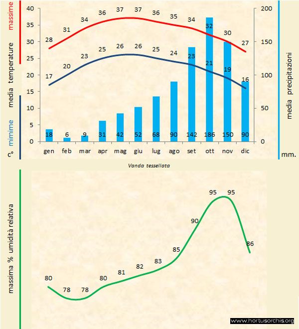 Vanda tessellata b gr it