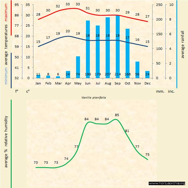 Vanilla planifolia b gr uk