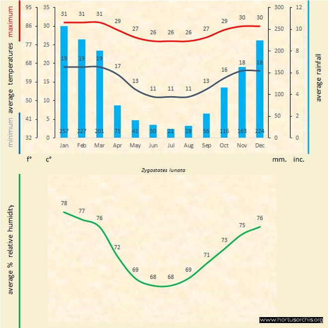 Zygostates lunata a gr uk