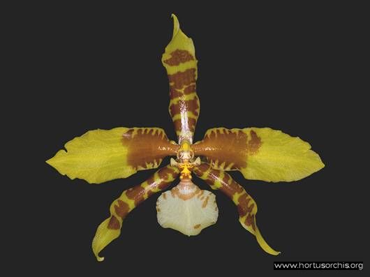 Rossioglossum grande