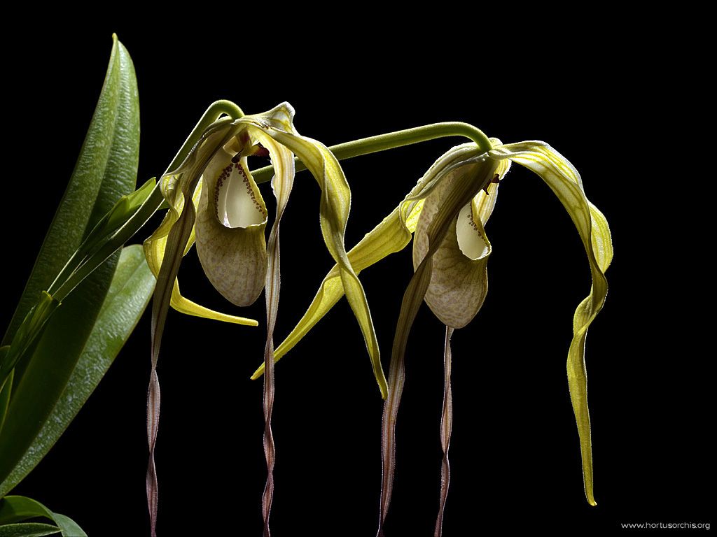 Phragmipedium wallisii