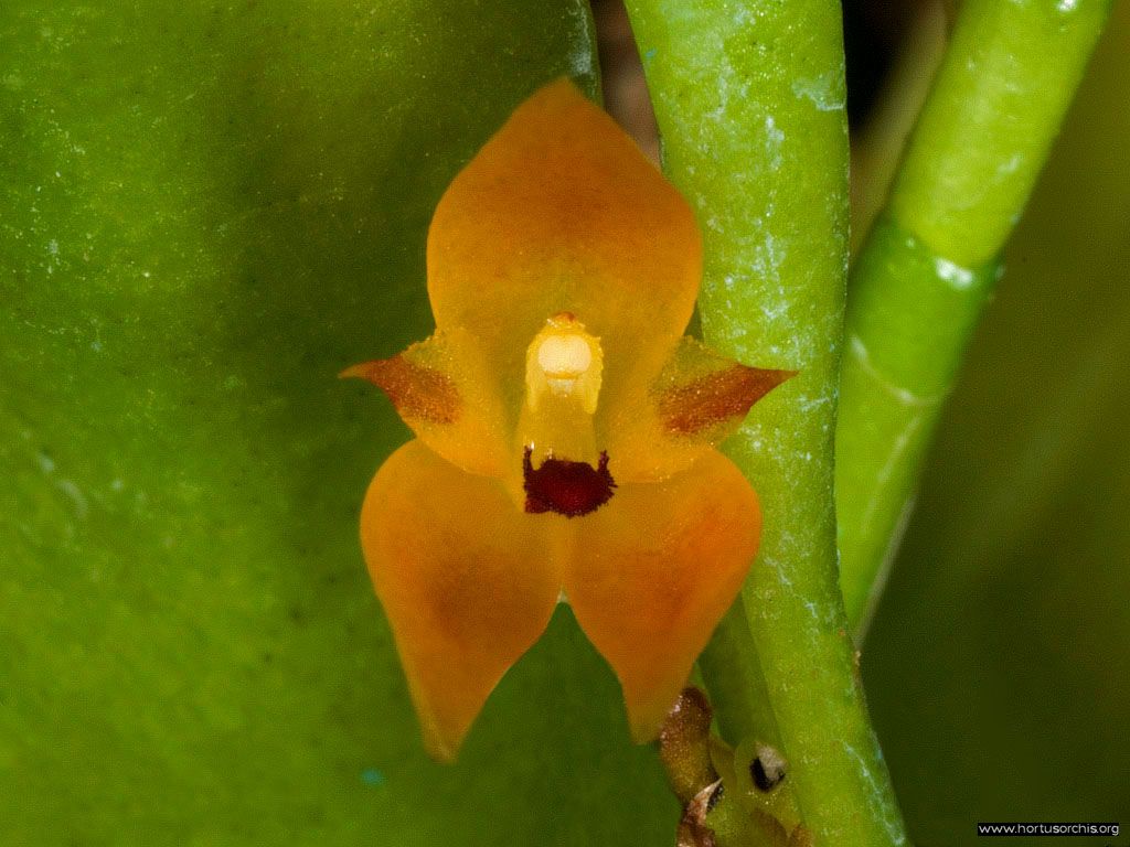 Restrepiella ophiocephala