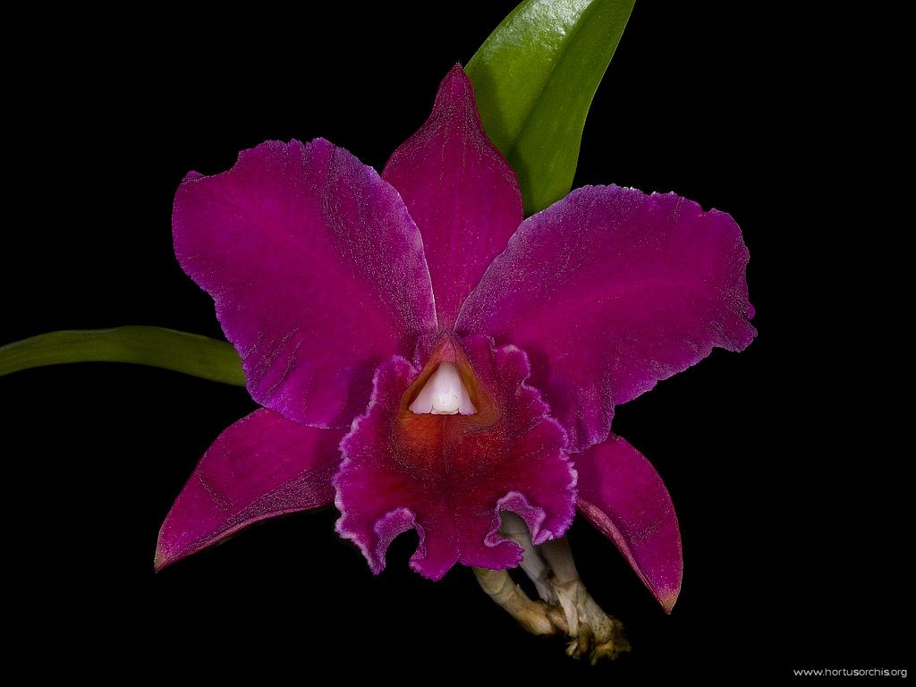 Potinara Rebecca Merkel