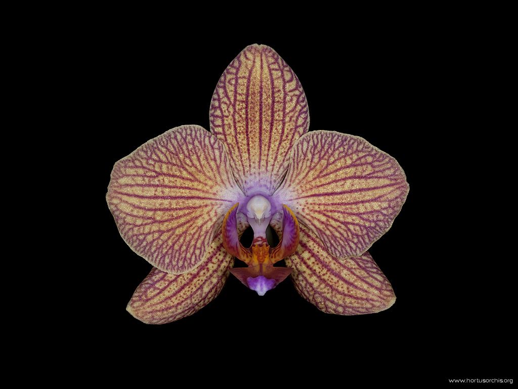 x56259p Phalaenopsis Sunshine