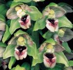 Leggi tutto: Epipactis helleborine