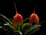Leggi tutto: Masdevallia idae