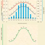 Read more: Rhytionanthos spathulatum