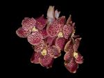Leggi tutto: Vanda Divana Mahogany