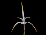 Leggi tutto: Maxillaria speciosa