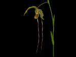 Leggi tutto: Phragmipedium caudatum