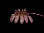 Leggi tutto: Bulbophyllum curtisii
