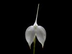 Leggi tutto: Masdevallia coccinea forma alba